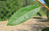 Salix × tetrapla. Лист. Окр. Архангельска, 20.08.2011.