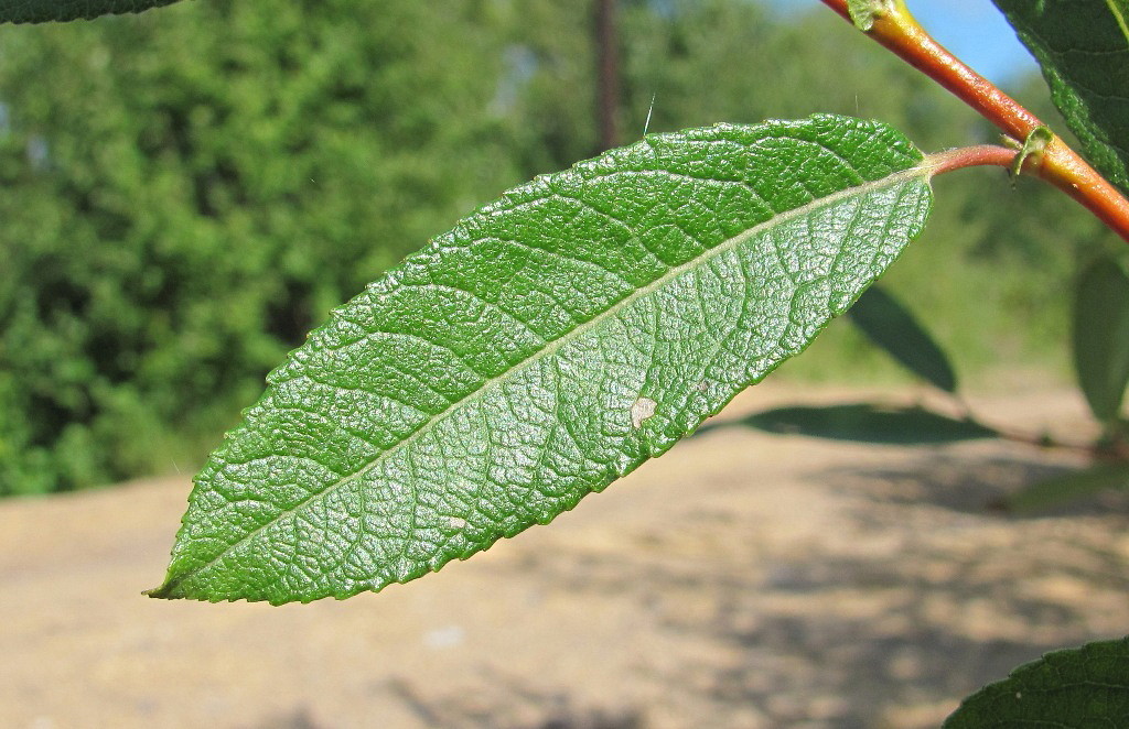 Image of Salix &times; tetrapla specimen.