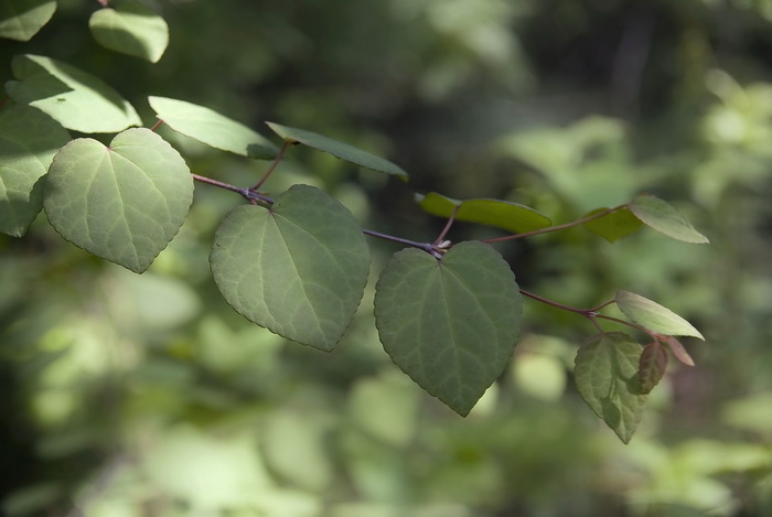 Image of Cercidiphyllum japonicum specimen.