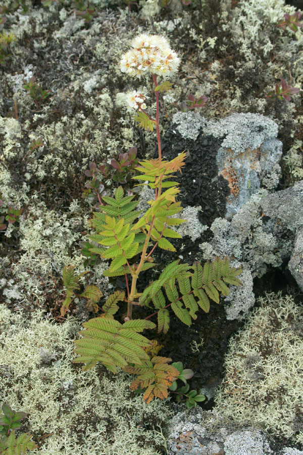 Image of Sorbaria grandiflora specimen.