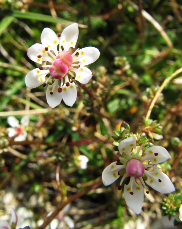 Изображение особи Micranthes foliolosa.