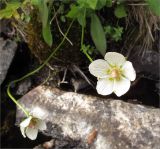 Parnassia palustris