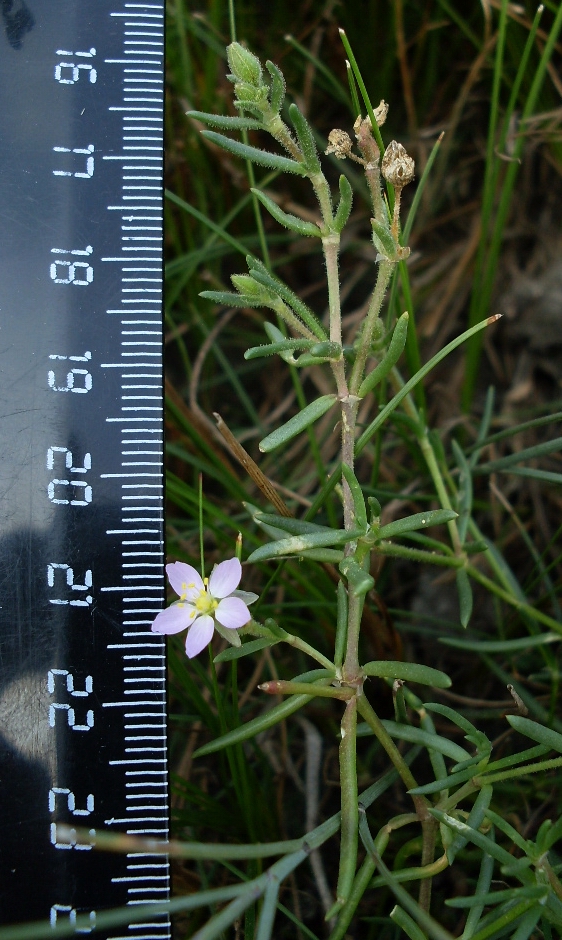 Image of Spergularia media specimen.