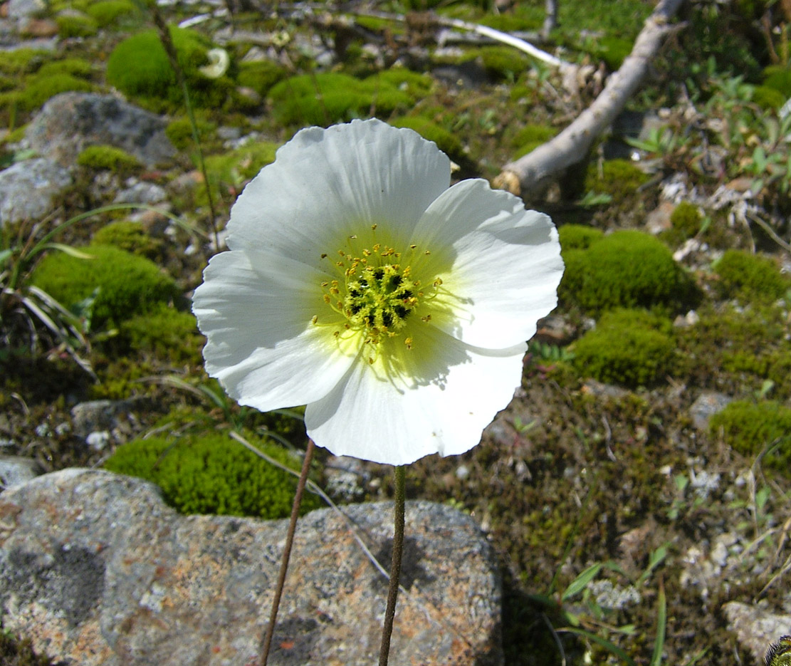 Image of Papaver pseudocanescens ssp. udocanicum specimen.