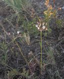 Allium moschatum