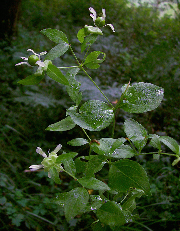 Image of Cucubalus baccifer specimen.