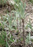 Jurinea stoechadifolia. Отрастающие молодые побеги. Крым, Симферополь, Марьино, степной склон. 14 апреля 2012 г.
