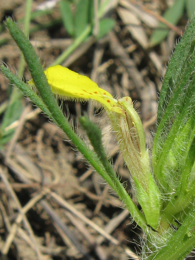 Image of Ajuga glabra specimen.