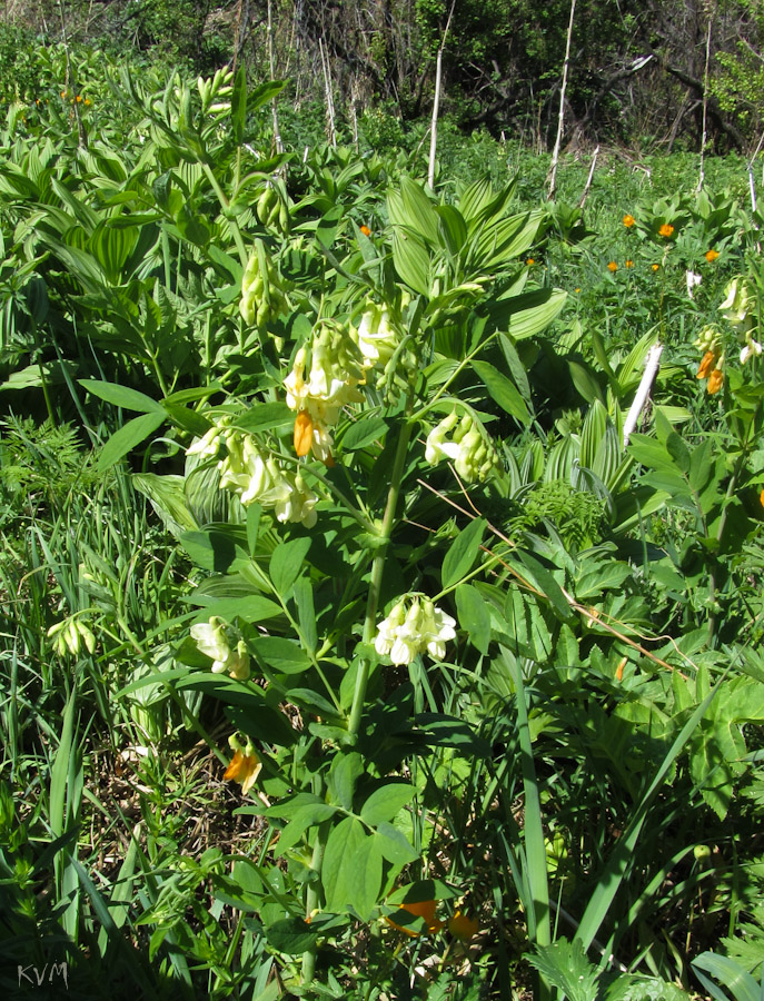 Image of Lathyrus gmelinii specimen.