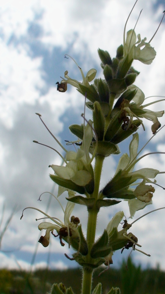 Image of Salvia armeniaca specimen.