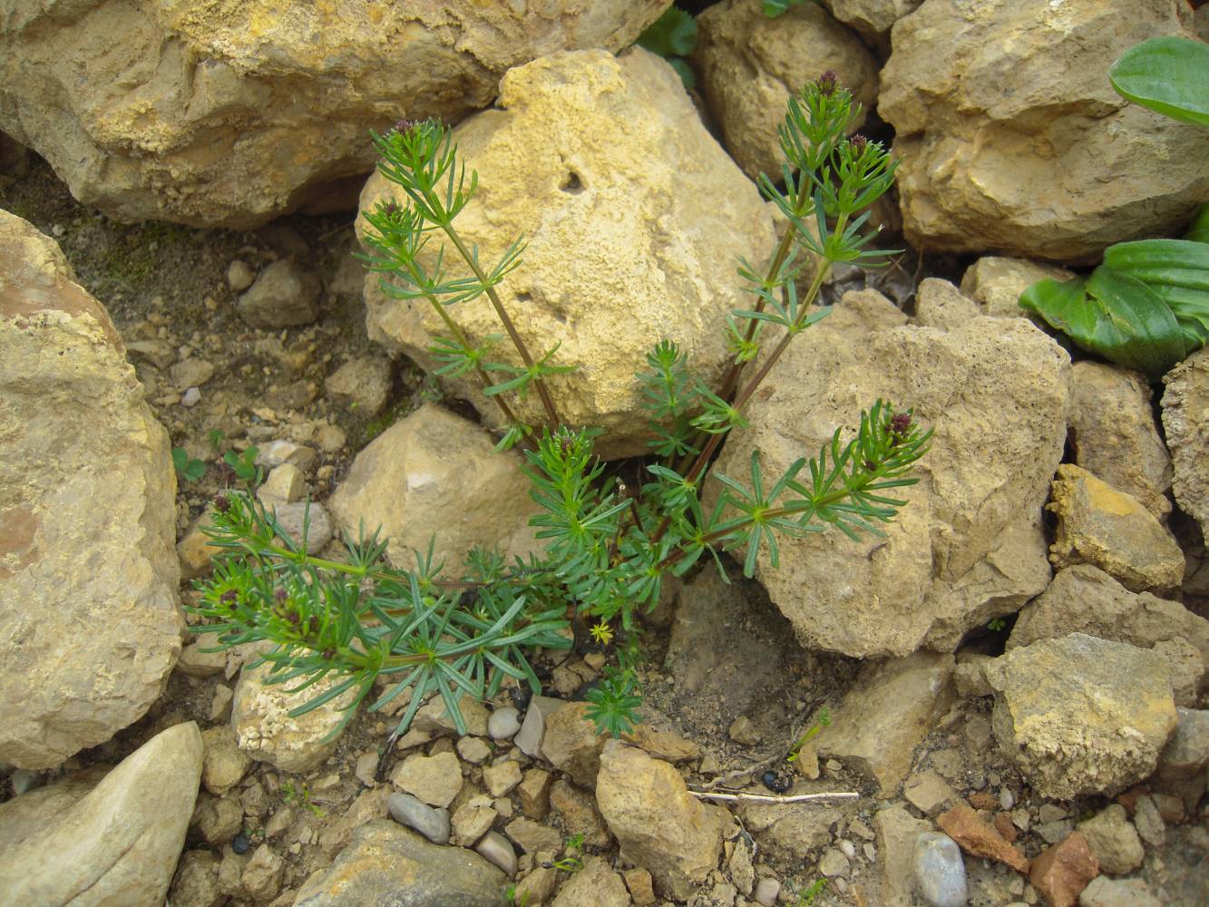 Изображение особи Galium consanguineum.