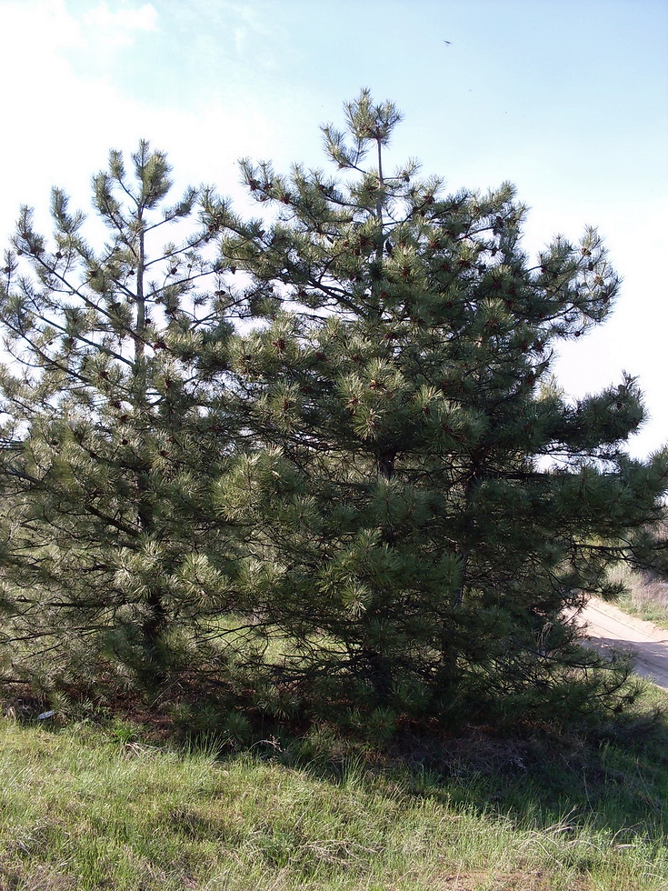 Image of Pinus pallasiana specimen.