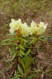 Rhododendron aureum. Цветущее растение. Магаданская обл., Колымское нагорье, Джелгалинский перевал. 02.06.2012.
