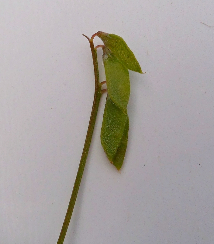 Image of Vicia hirsuta specimen.