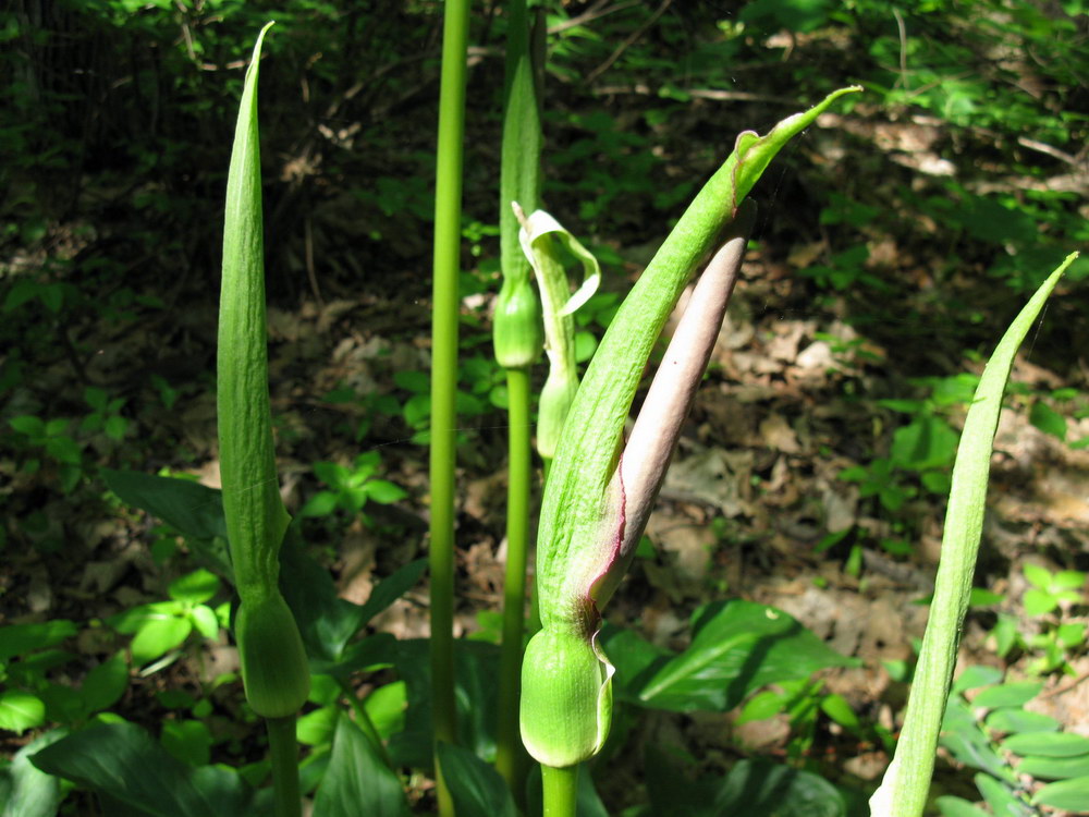 Image of Arum rupicola specimen.