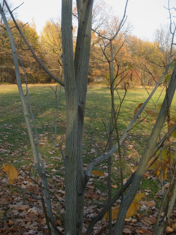 Image of Acer pensylvanicum specimen.