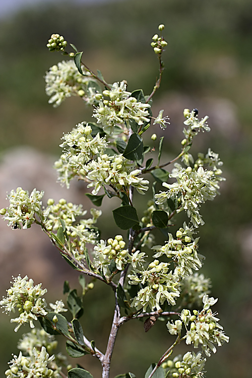 Изображение особи Atraphaxis pyrifolia.