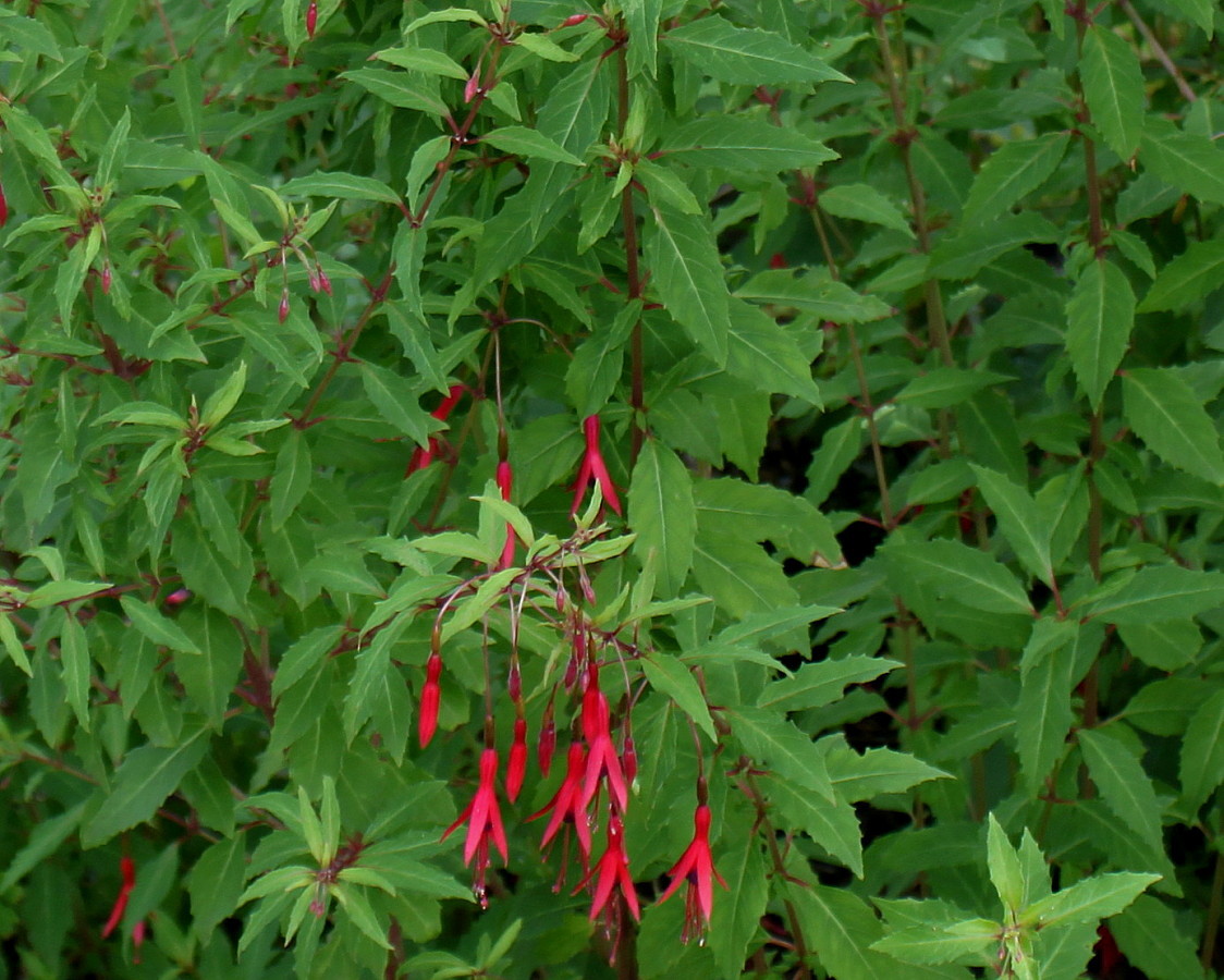 Image of Fuchsia magellanica specimen.