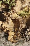 Cousinia triflora. Прикорневые листья. Южный Казахстан, нижний Боролдай, лощина Акжар. 04.06.2012.