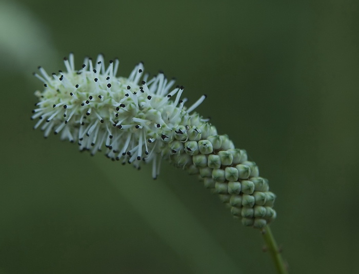 Image of genus Sanguisorba specimen.