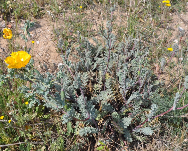 Изображение особи Glaucium flavum.