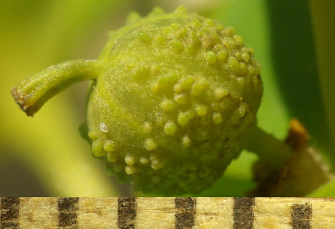 Изображение особи Euphorbia platyphyllos.