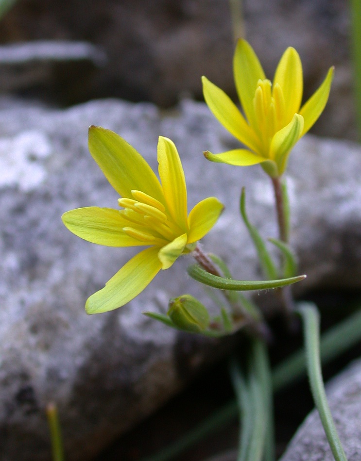 Изображение особи Gagea chlorantha.