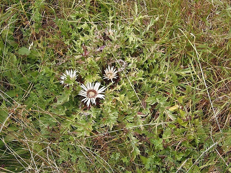 Изображение особи Carlina acaulis.