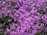 Phlox subulata