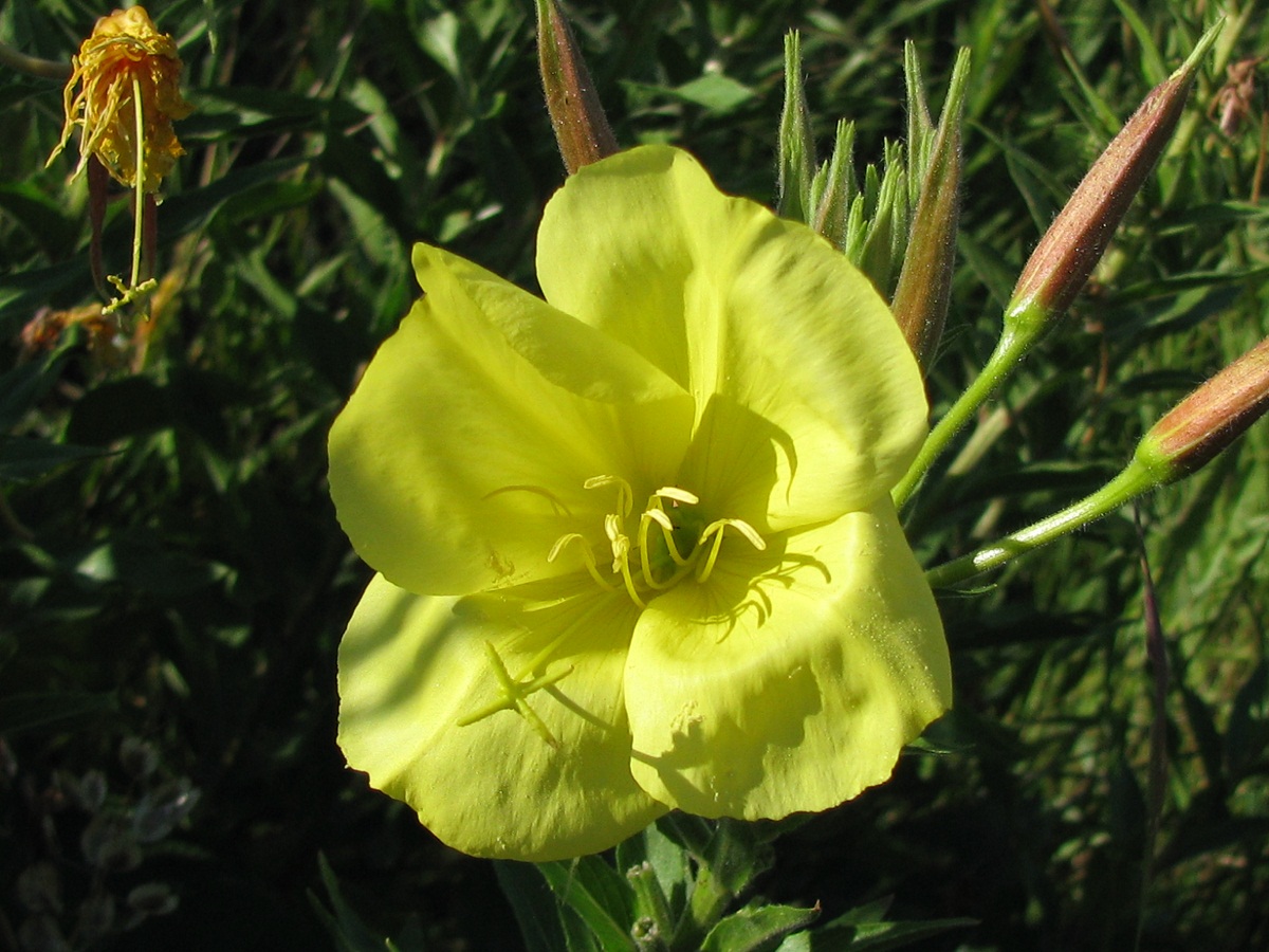 Изображение особи Oenothera glazioviana.