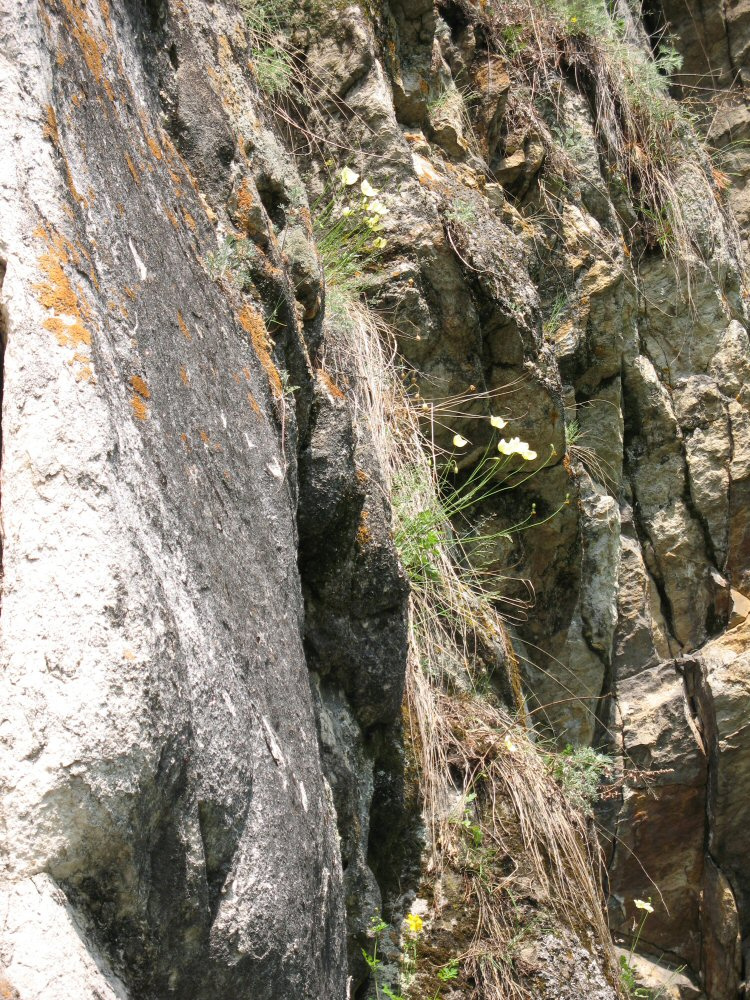 Image of Papaver turczaninovii specimen.