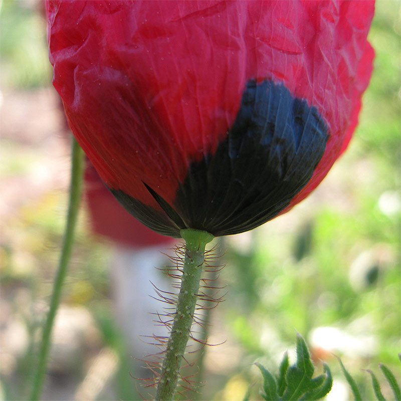 Image of Papaver umbonatum specimen.