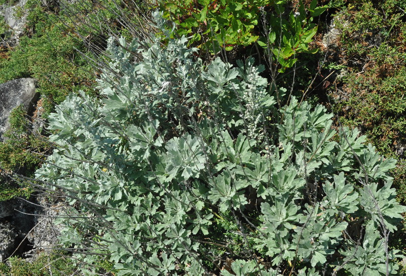 Image of Artemisia lagocephala specimen.