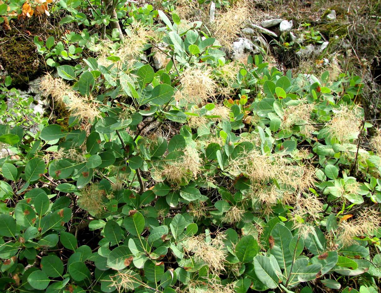 Image of Cotinus coggygria specimen.