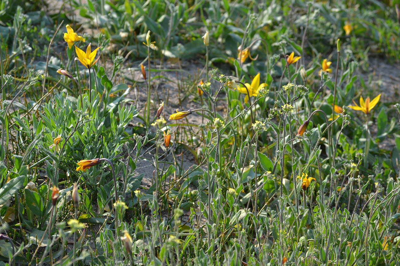 Изображение особи Tulipa scythica.