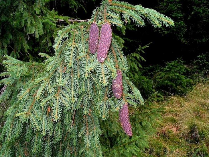 Image of Picea abies specimen.