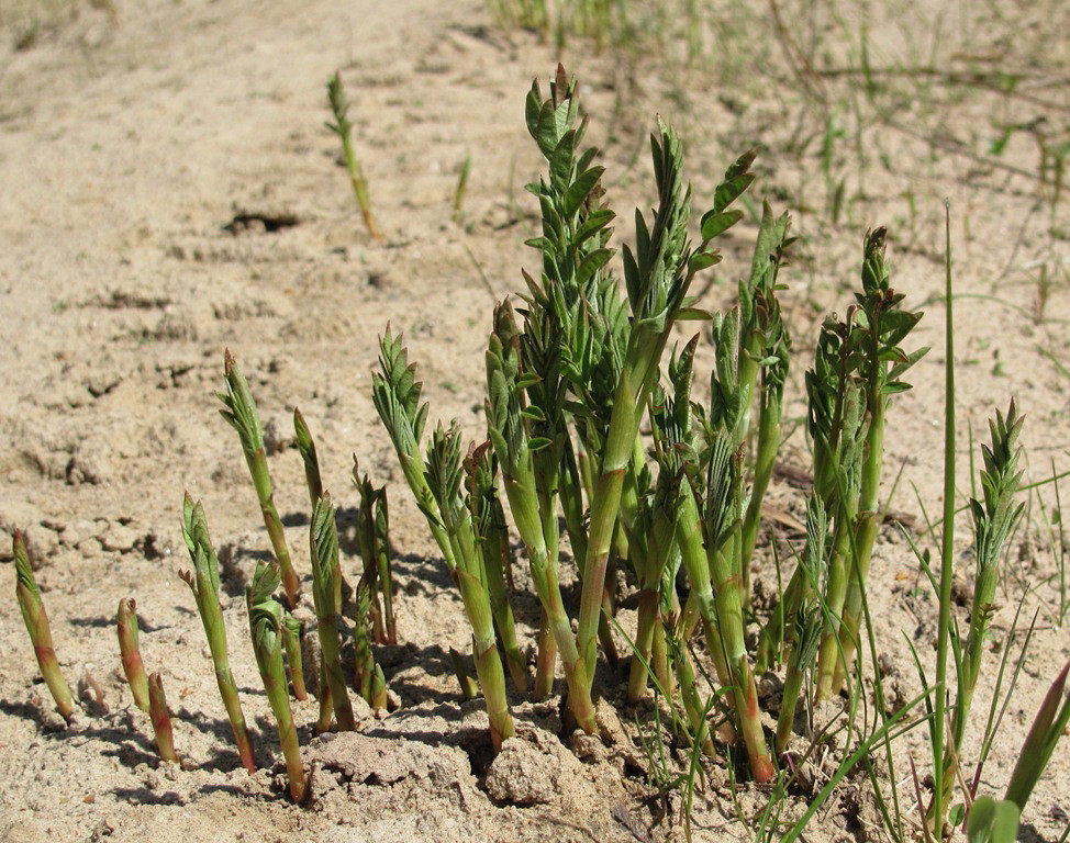 Image of familia Fabaceae specimen.