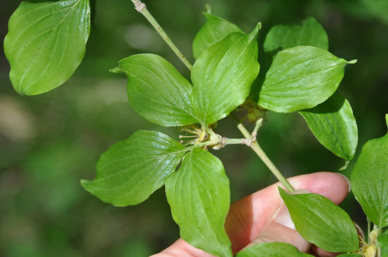 Изображение особи Cornus mas.