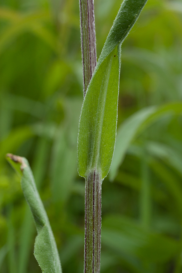 Image of Tephroseris integrifolia specimen.