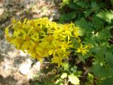 Solidago virgaurea подвид taurica