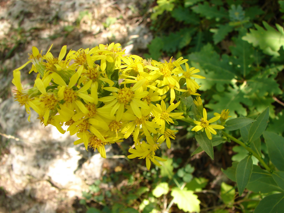 Изображение особи Solidago virgaurea ssp. taurica.