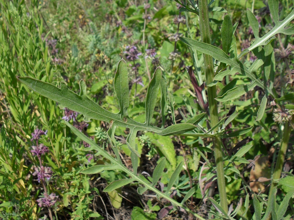 Изображение особи Centaurea pseudocoriacea.