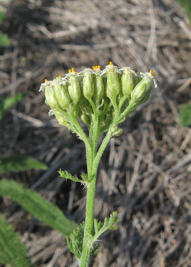 Изображение особи род Achillea.