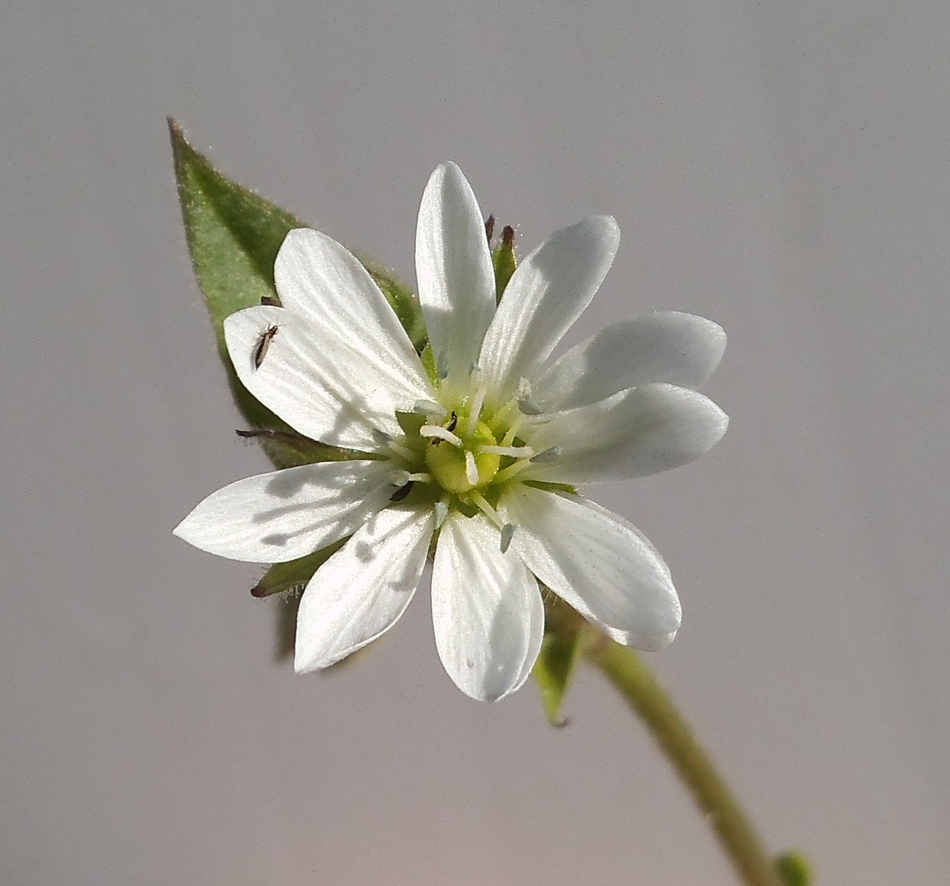 Image of Myosoton aquaticum specimen.