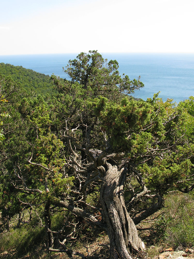 Изображение особи Juniperus deltoides.