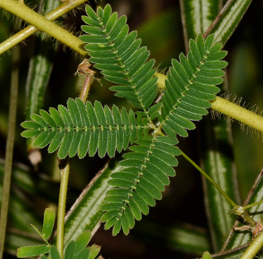 Изображение особи Mimosa pudica.