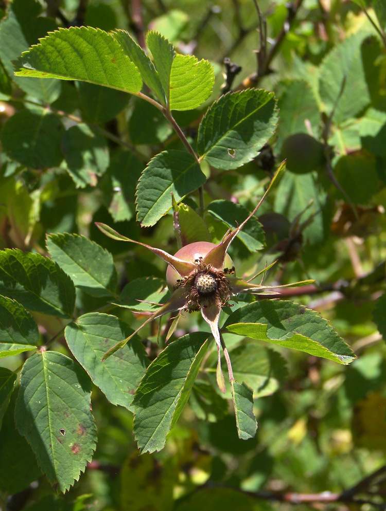 Image of Rosa balcarica specimen.