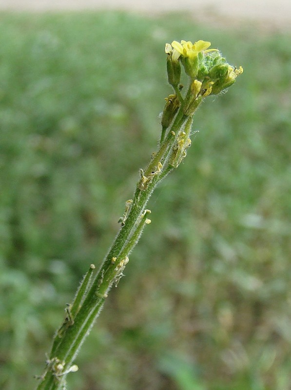 Изображение особи Sisymbrium officinale.