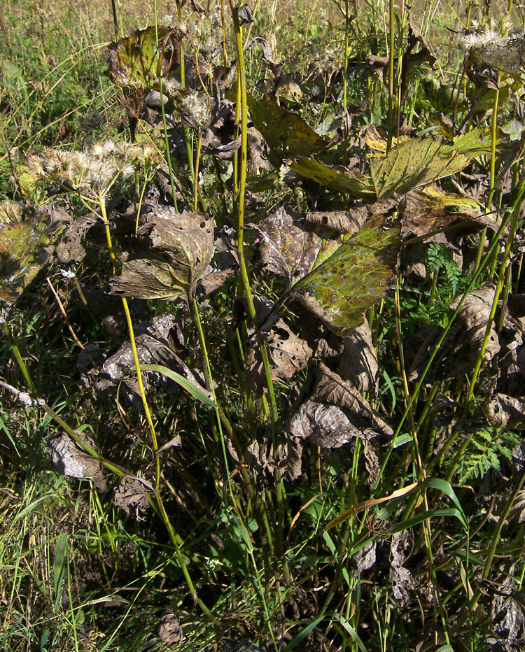 Image of Caucasalia pontica specimen.