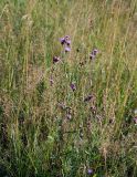 Centaurea jacea